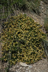 Teucrium montanum