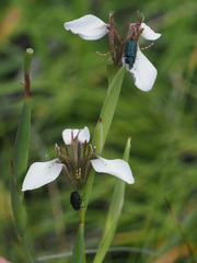 Moraea brevistyla