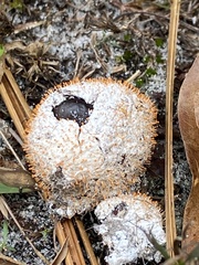 Bionectriaceae