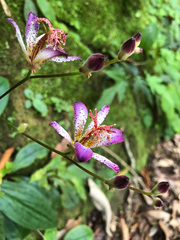 Tricyrtis lasiocarpa