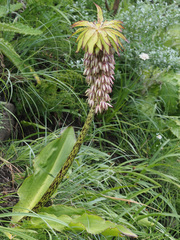 Eucomis bicolor