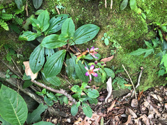 Tricyrtis lasiocarpa