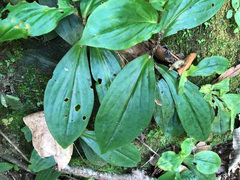 Tricyrtis lasiocarpa