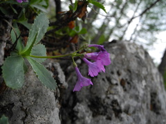 Primula marginata