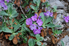 Primula marginata