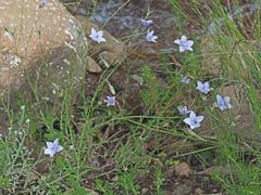 Wahlenbergia cuspidata