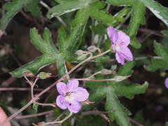 Geranium pulchrum