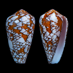 Conus behelokensis