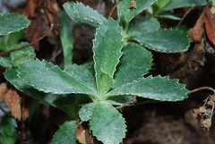 Primula marginata