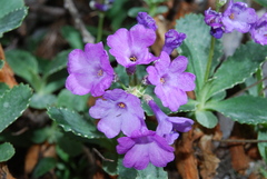 Primula marginata
