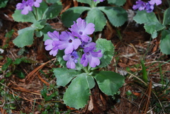 Primula marginata