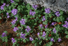 Primula marginata