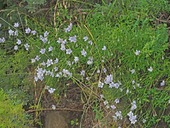 Wahlenbergia cuspidata