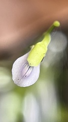 Utricularia uliginosa