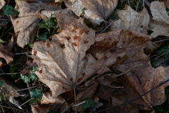 Aceria pseudoplatani