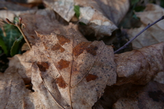 Aceria pseudoplatani