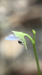 Utricularia uliginosa