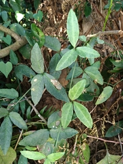 Tetrastigma formosanum