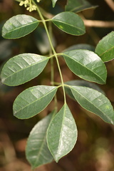Turpinia montana