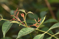Turpinia montana