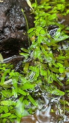 Utricularia uliginosa