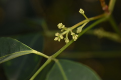 Turpinia montana
