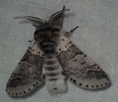 Furcula occidentalis