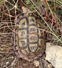Homopus areolatus