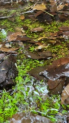 Utricularia uliginosa