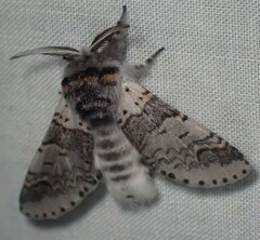 Furcula occidentalis