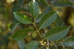Turpinia montana