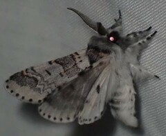 Furcula occidentalis