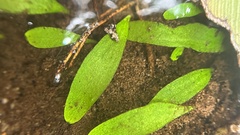 Utricularia uliginosa