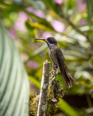 Colibri delphinae