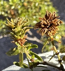Asphondylia rosetta
