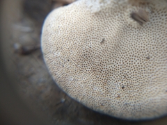 Trametes lactinea