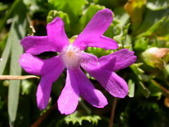 Primula minima