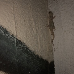 Hemidactylus turcicus