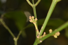 Turpinia montana