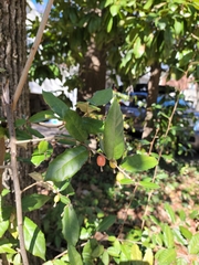 Elaeagnus pungens