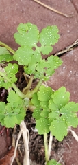 Chelidonium majus