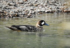 Speculanas specularis