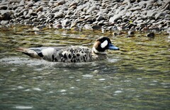 Speculanas specularis