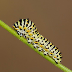 Papilio machaon