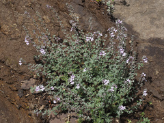 Jamesbrittenia pristisepala