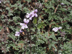 Jamesbrittenia pristisepala