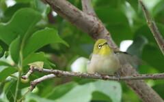 Zosterops simplex simplex