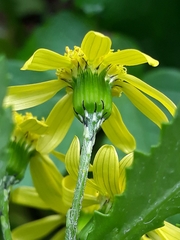 Senecio
