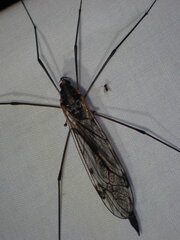 Tipula metacomet