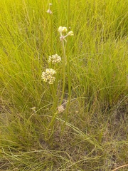 Cordylogyne globosa